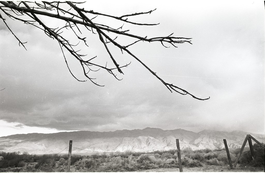 A view of the Inyo Mountains from Manzanar, with an overhanging tree branch and an old barbed wire fence in the foreground